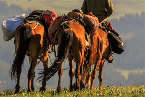 Yili Horse: A Deep Dive into This Unique Breed - Horse Wildlife