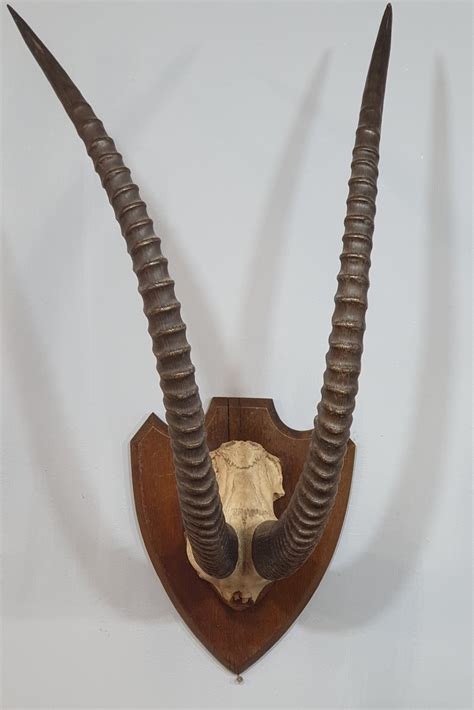 A Large Pair Of African Sable Horns Mounted On Wooden Shield | 799504 ...