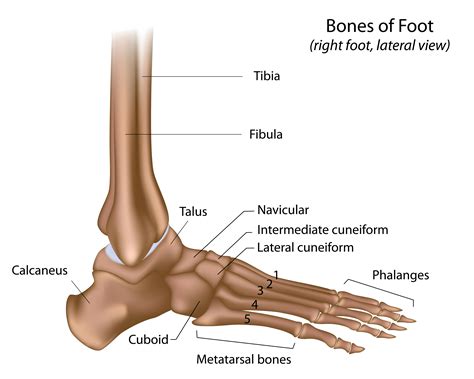 Diagram Of The Bones Of The Foot