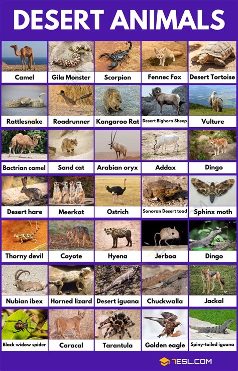 Desert Animals List in English • 7ESL