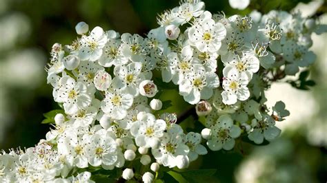 Hawthorne- Mayflower Fast Growing Trees, Tree Shop, Flower Essences ...