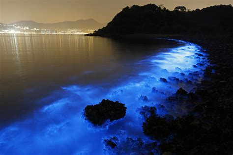 Bioluminescent Plankton Glow In Bloom On The Shores Of Hong Kong ...