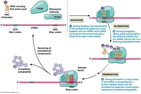 PROTEIN TRANSLATION | Translation biology, Biology, Molecular biology