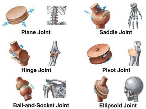 Joints types & function, Nerve supply of joints & general features of ...