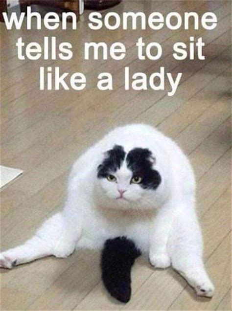 33 Funny Cat Memes That Never Fail to Make Us LOL | Funny animal memes ...