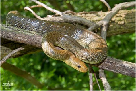 Aesculapian Snakes in London