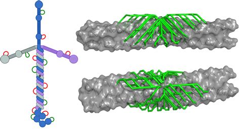 Structure and Assembly of the Extracellular Matrix | The Fass Lab