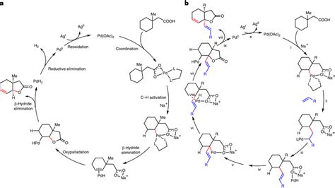 Proposed reaction mechanisms for unsaturated bicyclic lactone ...