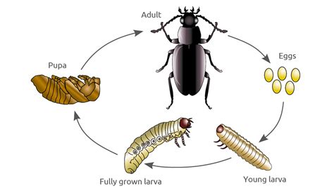 Coleoptera Life Cycle