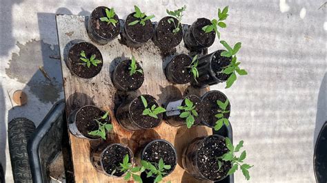 Transplanting tomato plant seedlings - YouTube