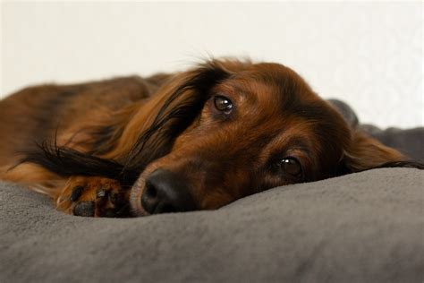 Common Dachshund Health Issues