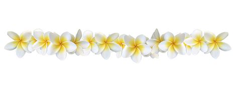 Frangipani Plumeria Flower Border Stock Photo - Download Image Now ...