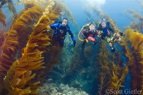 Underwater Photographer's Guide to Navigating the Kelp Forest Safely ...