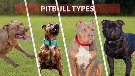 What Are The Different Types Of Pitbulls