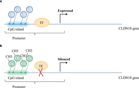 Methylation status of CpG islands and CLDN18 gene expression. (A ...