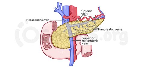 Anatomy of the abdominal viscera: Pancreas and spleen | Osmosis