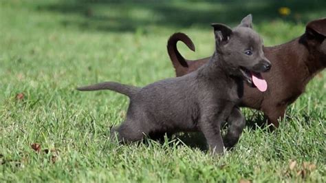 Australian Kelpie Puppies | FunnyDog.TV