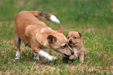 Portuguese Podengo Pequeno Puppies For Sale - AKC PuppyFinder