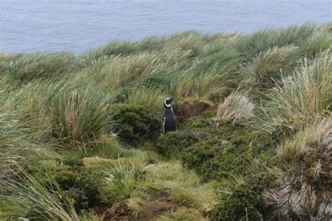 Magellanic penguin nesting at San Juan Cape | Download Scientific Diagram