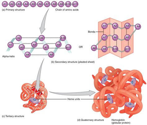 Do Proteins Contain Nitrogen: 9 Facts You Should Know – Lambda Geeks