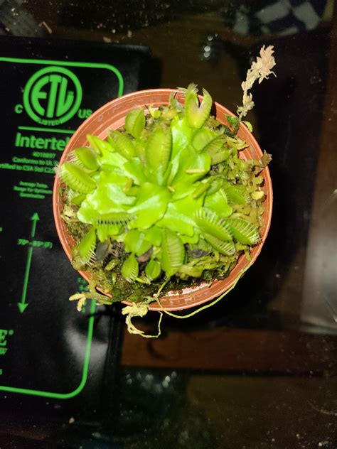 My first venus flytrap any tips on maintenance and care, transplanting ...