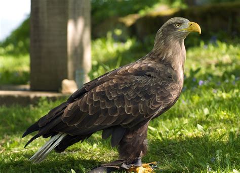 white tailed eagle : image, wall, pic | Haliaeetus albicilla, Bald eagle