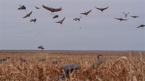 Sandhill Crane Hunting With Premier Sandhills - YouTube