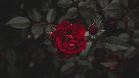 Rose Laptop Wallpapers - Top Free Rose Laptop Backgrounds - WallpaperAccess