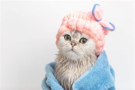 Premium Photo | Cute wet white cute cat after bathing wrapped in a blue ...