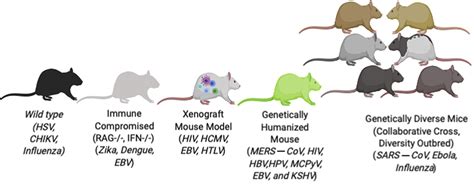 Mouse Models as Resources for Studying Infectious Diseases - Clinical ...