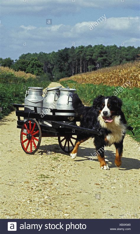 Bernese Mountain Dog Pulling Cart High Resolution Stock Photography and ...