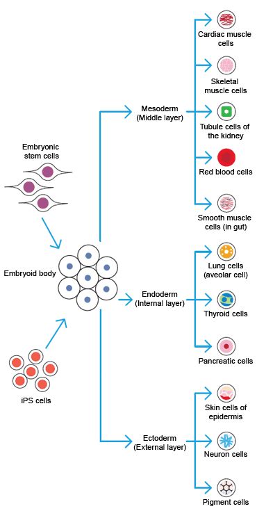 Cell Differentiation