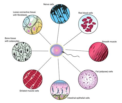 cell biology (lesson 0475) - TQA explorer