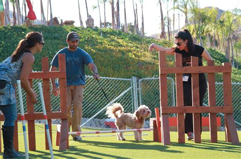 I want to join this. | Cesar millan, Dog training, Cesar