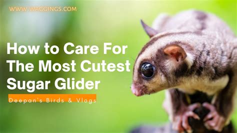 The Most Cutest Pet || Sugar Glider || Care Guide || Overview | Facts ...