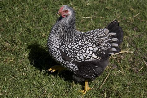 silver laced wyandotte pullet | Flickr - Photo Sharing!