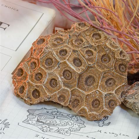 Devonian Fossilized Echinolampas (Coral) - Natural History for Home ...