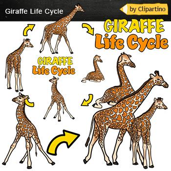 African animals life cycle clipart /Giraffe Life Cycle by Clipartino