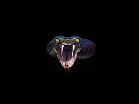 🔥 [50+] Black Snake Wallpapers | WallpaperSafari