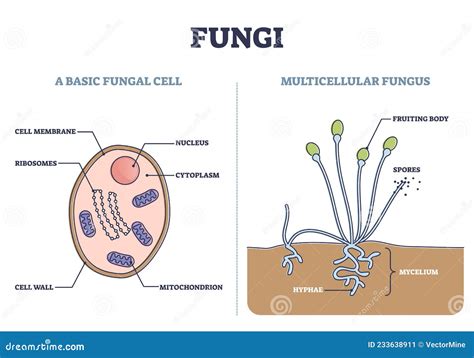 Structure Of Fungus Cell. Illustration Stock Photo | CartoonDealer.com ...