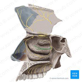 Pterygopalatine Ganglion Anatomy Location And Function