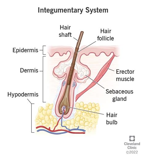 Integumentary System: What It Is, Function & Organs