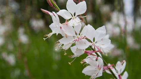 How To Grow And Take Care Of Gaura Plants