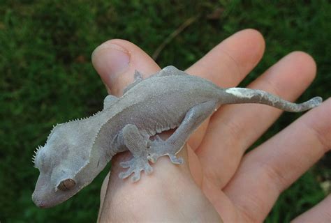 red+and+white+blue+dalmatian+Crested+Gecko | Crested Gecko Moonglow ...