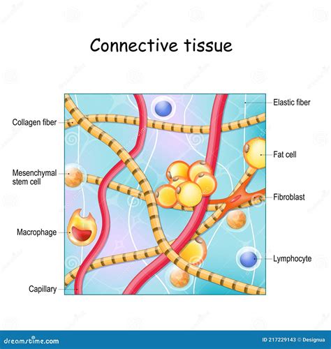 Connective Tissue. Structure and Anatomy Stock Vector - Illustration of ...