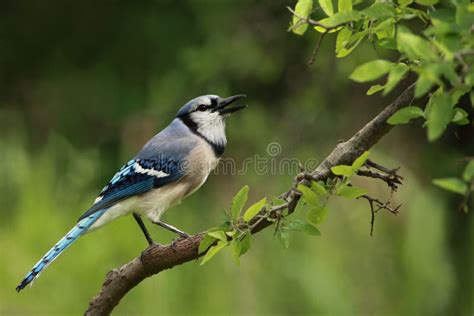 Blue Jay stock photo. Image of cyanocitta, jays, wildlife - 5539576