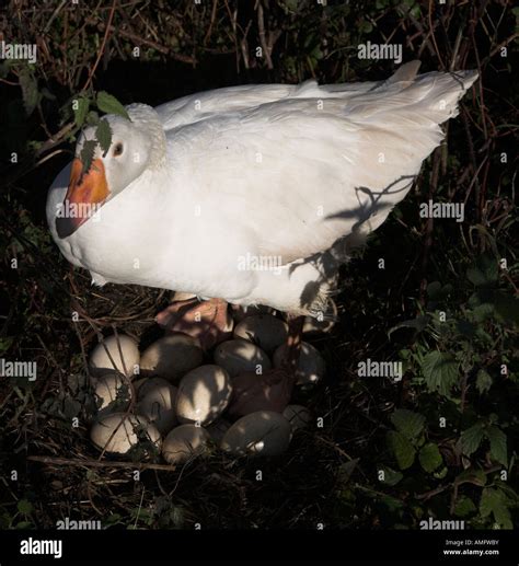 Embden goose nest of eggs Stock Photo - Alamy