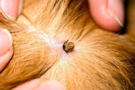 Dog Parasite Prevention and Treatment - Worms and Fleas