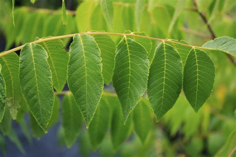 Black Walnut leaf 1 — Ontario Native Plant Nursery | Container Grown ...