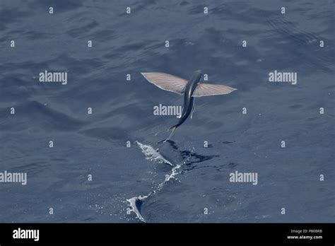 Flying fish species taking off from the ocean surface Stock Photo - Alamy